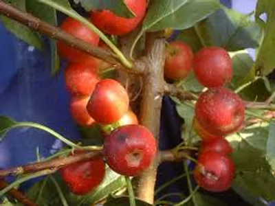 Illustration crab - Image 2