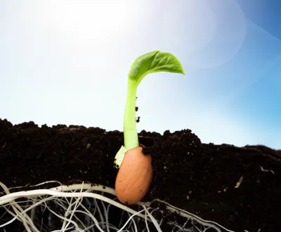 Illustration originating - Image 1