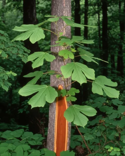 Illustration sassafras