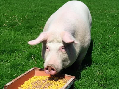 Illustration batten - Image 1