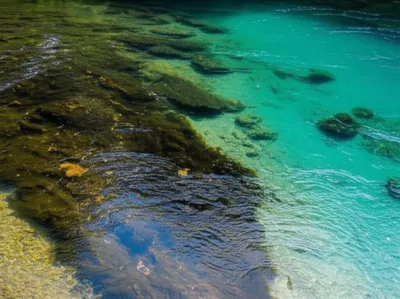 Illustration purging - Image 1