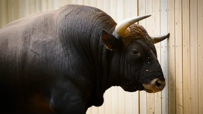 Illustration horn - Image 1