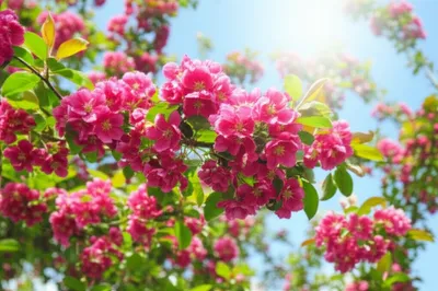 Illustration blossom - Image 1