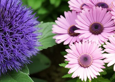 Illustration bergamot - Image 1