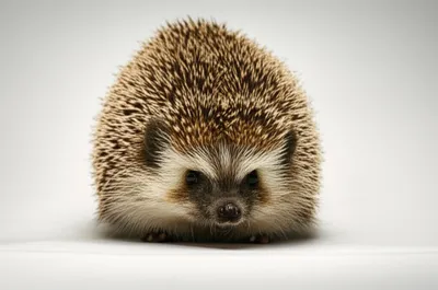 Illustration bristling - Image 1