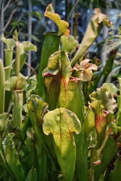 Illustration sarracenia - Image 2