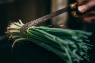 Illustration chives - Image 1