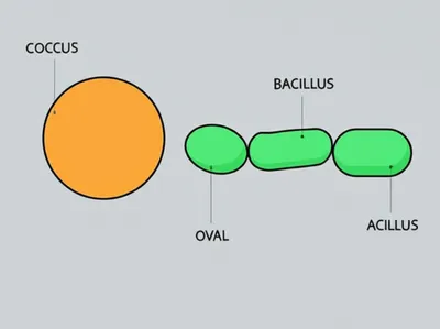 Illustration bacteria - Image 1