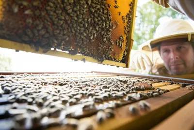 Illustration hive - Image 1