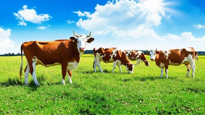 Illustration grassed - Image 1