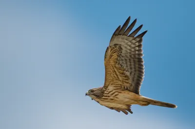 Illustration crested - Image 1