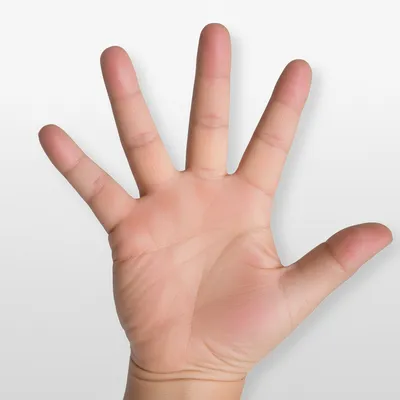 Illustration dorsal - Image 1