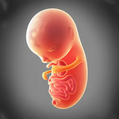 Illustration endoderm