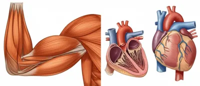 Illustration musculature - Image 1