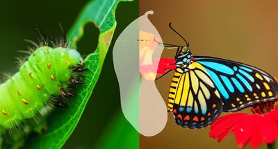 Illustration metamorphose