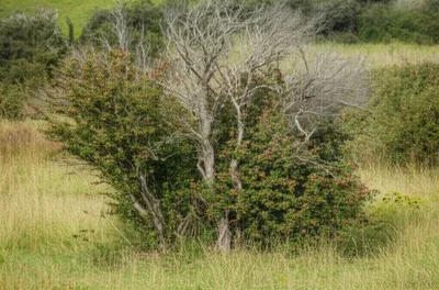 Illustration tufts - Image 1