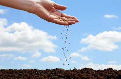 Illustration strew - Image 1