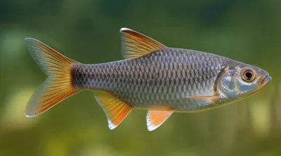 Illustration abdominal - Image 1