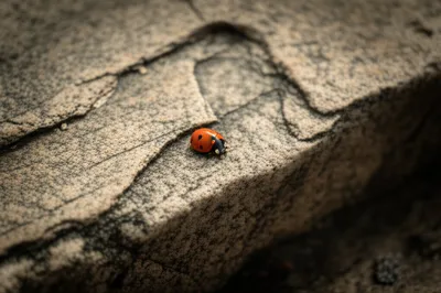 Illustration little - Image 1