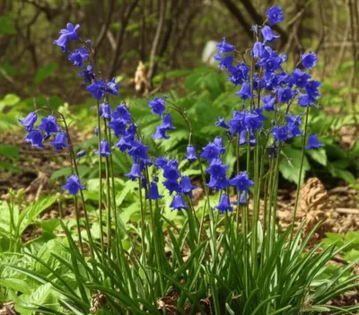 Illustration bluebells