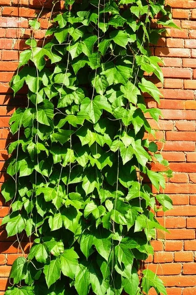 Illustration clinging - Image 1