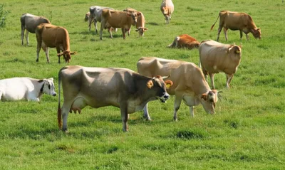 Illustration grazing