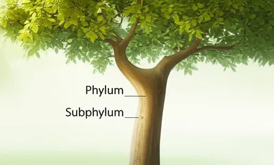 Illustration subphylum