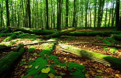 Illustration woody - Image 1