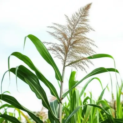 Illustration arrowed - Image 1