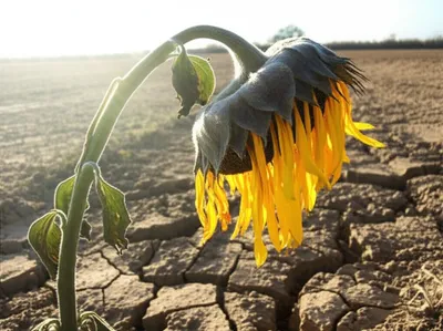 Illustration sicker - Image 1