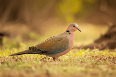 Illustration ruddy - Image 1