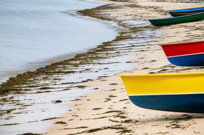 Illustration wax - Image 1