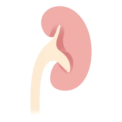 Illustration pelvis - Image 1