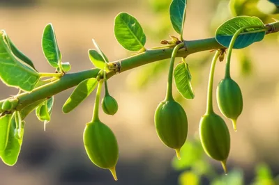 Illustration caper - Image 1