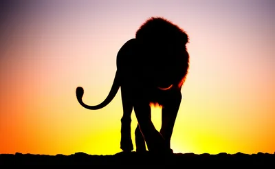 Illustration boldness