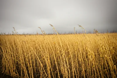 Illustration blights - Image 1