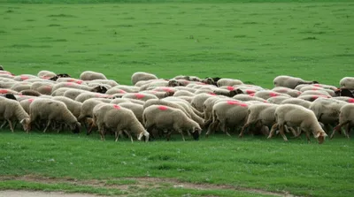 Illustration rake - Image 1