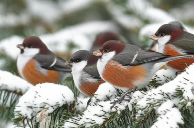 Illustration junco - Image 1