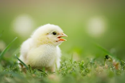 Illustration lower - Image 1