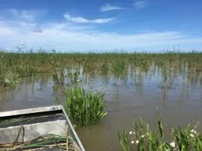 Illustration marsh - Image 2