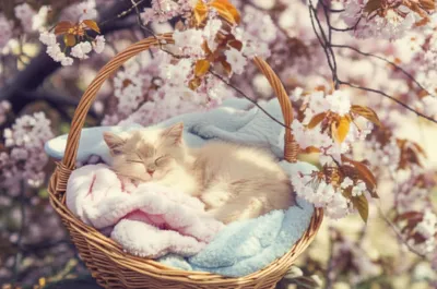 Illustration nestled - Image 1