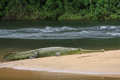 Illustration gavials - Image 1