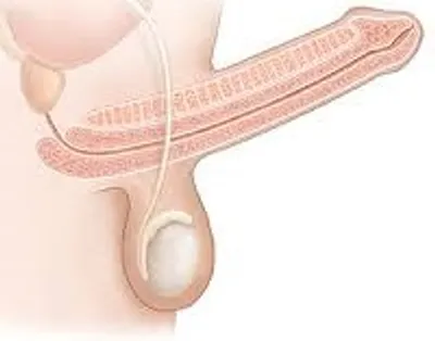 Illustration phallus - Image 2