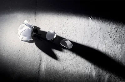 Illustration ravishes - Image 1