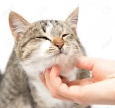 Illustration caress - Image 2