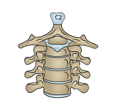 Illustration axis - Image 1