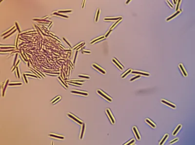 Illustration rod - Image 1