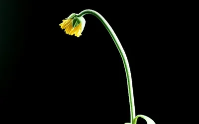 Illustration stiffening - Image 1