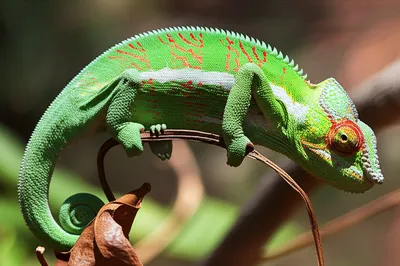 Illustration adaptation - Image 1