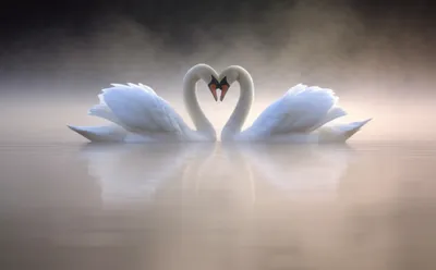 Illustration duet - Image 1